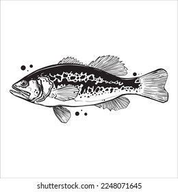 bass fish line drawing style on white background on a white background