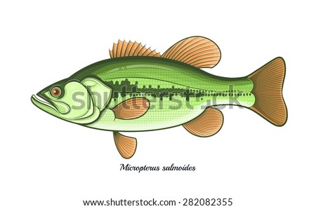 Bass fish outline color vector illustration