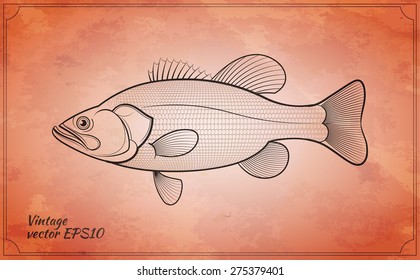 Bass fish outline vintage paper texture vector illustration