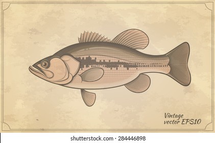 Bass Fish Outline Vintage Style Zoology Vector Illustration
