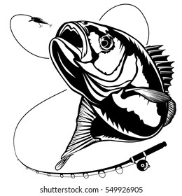 Bass fish. Perch fishing vector illustration.