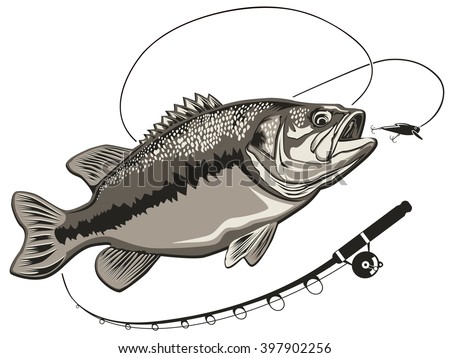Bass fish. Perch fishing vector illustration. Bass fishing vector illustration can be used for original design.