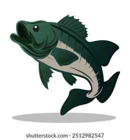 Bass Fish Vector, White background