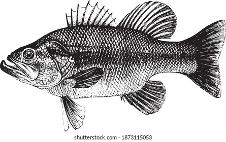 Bass, Micropterus salmoides. Fish collection. Healthy lifestyle, delicious food, ichthyology scientific drawings. Hand-drawn images, black and white graphics.