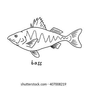 Bass. Vector illustration of fish on on a white background. Line art.