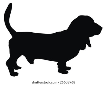 Basset