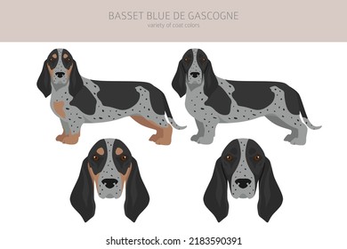 Basset Blue de Gascogne  all colours clipart. Different coat colors and poses set.  Vector illustration