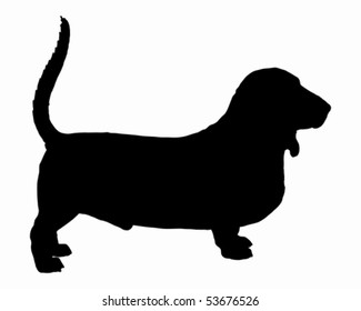 Basset Hound