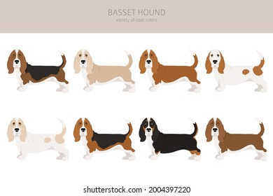Basset hound clipart. Different coat colors and poses set.  Vector illustration