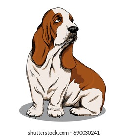 basset hound. color sketch