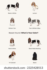 Basset hound colors. Popular coat colors. Cute dogs characters in various poses, design for print, adorable and cute cartoon vector set. Dog Drawing collection set. Tri-color fur standard color dog.