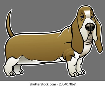 basset hound dog