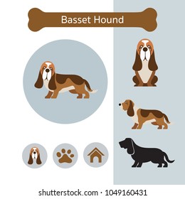 Basset Hound Dog Breed Infographic, Illustration, Front and Side View, Icon