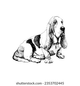 Basset Hound Dog Breed with Long Ears in Sitting Pose Sketch Graphic Vector Illustration. Canine Purebred Domestic Pet and Animal