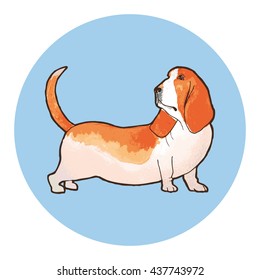 Basset Hound dog breed. Outline with watercolor background. Vector illustration