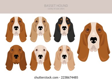 Basset Hound dog clipart. All coat colors set.  Different position. All dog breeds characteristics infographic. Vector illustration