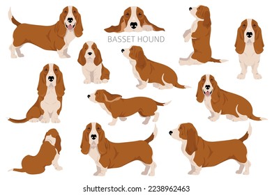 Basset Hound dog clipart. All coat colors set.  Different position. All dog breeds characteristics infographic. Vector illustration