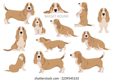 Basset Hound dog clipart. All coat colors set.  Different position. All dog breeds characteristics infographic. Vector illustration