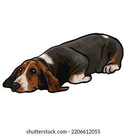 Basset Hound Dog Colored Drawing