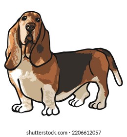 Basset Hound Dog Colored Drawing