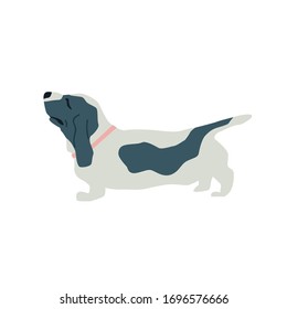 Basset Hound Dog Flat vector illustration on white background set