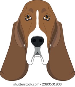 Basset Hound dog isolated on white background vector illustration