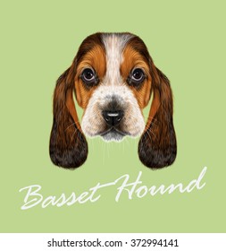 Basset Hound Dog. Vector Illustrated Portrait of Puppy on green background.