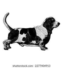 Basset Hound hand drawing vector isolated on white background.