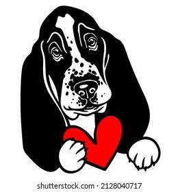 Basset hound portrait with heart