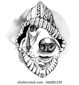 Basset Hound portrait in a hood. Vector illustration.