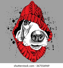 Basset Hound portrait in a red hood on gray background. Vector illustration.