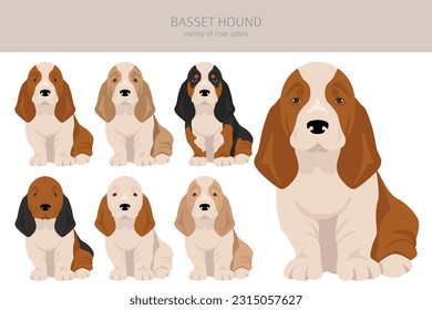 Basset Hound puppy clipart. All coat colors set.  Different position. All dog breeds characteristics infographic. Vector illustration