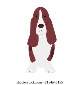 Basset hound puppy dog. Long ears pet, domestic family doggie vector illustration