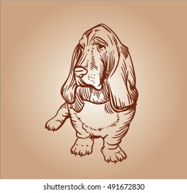 The Basset Hound. Short-legged breed of dog of the hound family. Brown sketch of dog. Vector sketch.