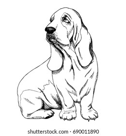 basset hound sketch