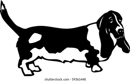 Basset Hound Vector Illustration