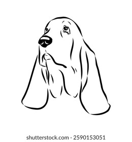 Basset hound, vector sketch Basset Hound dog breed animal vector line art one line sketch outline