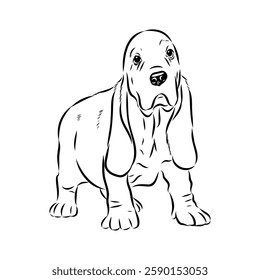 Basset hound, vector sketch Basset Hound dog breed animal vector line art one line sketch outline