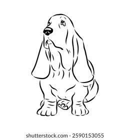 Basset hound, vector sketch Basset Hound dog breed animal vector line art one line sketch outline