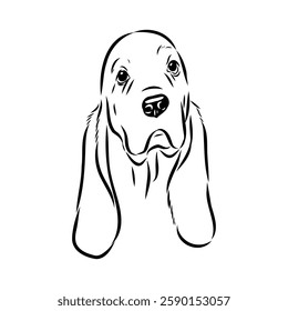 Basset hound, vector sketch Basset Hound dog breed animal vector line art one line sketch outline