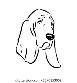 Basset hound, vector sketch Basset Hound dog breed animal vector line art one line sketch outline