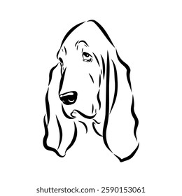 Basset hound, vector sketch Basset Hound dog breed animal vector line art one line sketch outline