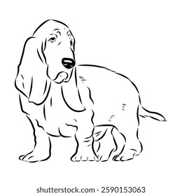 Basset hound, vector sketch Basset Hound dog breed animal vector line art one line sketch outline