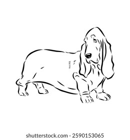 Basset hound, vector sketch Basset Hound dog breed animal vector line art one line sketch outline