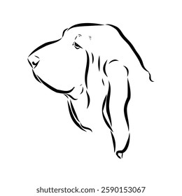 Basset hound, vector sketch Basset Hound dog breed animal vector line art one line sketch outline