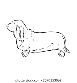 Basset hound, vector sketch Basset Hound dog breed animal vector line art one line sketch outline