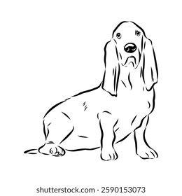 Basset hound, vector sketch Basset Hound dog breed animal vector line art one line sketch outline