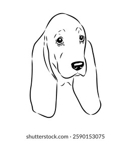 Basset hound, vector sketch Basset Hound dog breed animal vector line art one line sketch outline