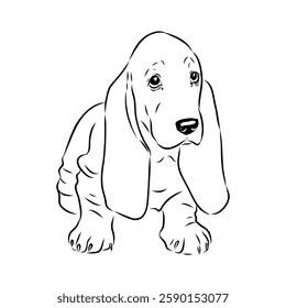 Basset hound, vector sketch Basset Hound dog breed animal vector line art one line sketch outline