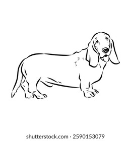 Basset hound, vector sketch Basset Hound dog breed animal vector line art one line sketch outline